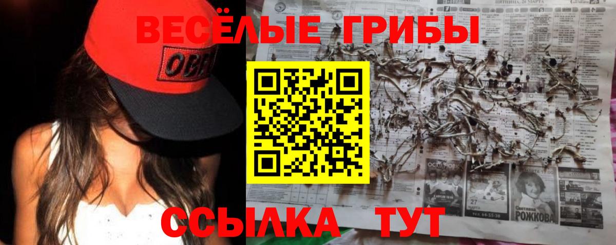 где найти наркотики  Вход с VPN  Шуя  Псилоцибиновые грибы Psilocybine cubensis 